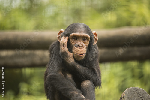 Plakat Młody szympans