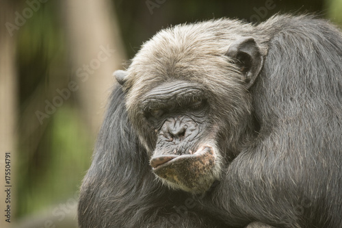 Zdjęcie XXL Stary szympans, zbliżenie