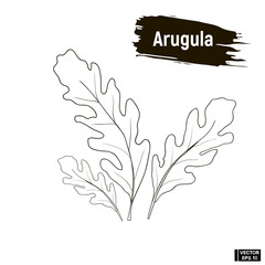 Wall Mural - Outline drawing of the arugula.
