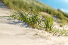 Beach Grass In The Sand At The Beach In The Northeastern German Region Fish Land Located In The Federal State Mecklenburg Vorpommern. A Beautiful Landscape In North Germany