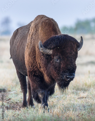 Plakat American Bison Bull - Genetycznie czysty okaz