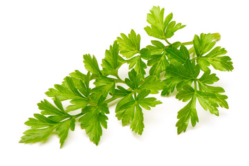 Fresh parsley isolated on white