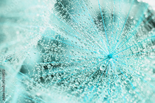 Abstract macro photo of a dandelion with water drops. Rain drops. Blue toning