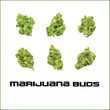 Marijuana Cannabis Bud Vector Set 3