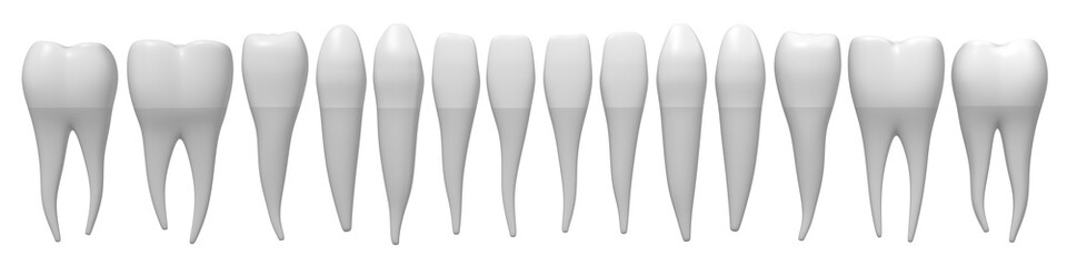 3D healthy human teeth