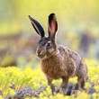European hare stands in the grass and looking at the camera.  Lepus europaeus