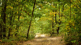 Fototapeta Dziecięca - Road in forest in early Autumn