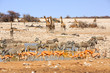 Eotosha scene with many different animals congregating around a busy waterhole, Namibia