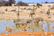 Giraffes, Zebra, Impala sharing a waterhole in Etosha, Namibia, Africa