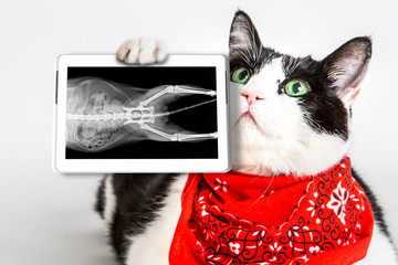 Portrait of a black and white cat with green eyes, wearing a red bandana, showing its X-ray plate in a tablet. White studio background. Veterinarian orthopedic diagnostic test concept.