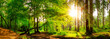 canvas print picture - Panorama of a beautiful forest with bright sun