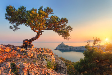 Wall Mural - Amazing tree growing out of the rock at sunset. Colorful landscape with old tree with green leaves, blue sea, mountains and sky with sun in the evening. Summer travel in Crimea. Nature background