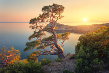 Wall Mural - Beautiful tree on the mountain at sunset. Colorful landscape with old tree with green leaves, blue sea, rocks and yellow sunlight in dusk. Summer forest. Travel in Crimea. Nature background. Scenery