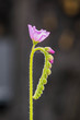 Drosera Spatulata flower closeup.
