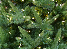 Close Up On Christmas Tree With Light