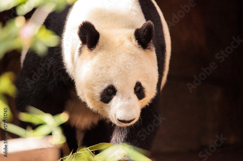Fotografia, Obraz Giant panda bear known as Ailuropoda melanoleuca