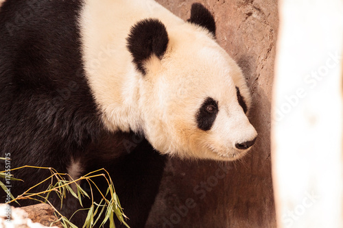 Plakat Gigantyczny niedźwiedź pandy znany jako Ailuropoda melanoleuca