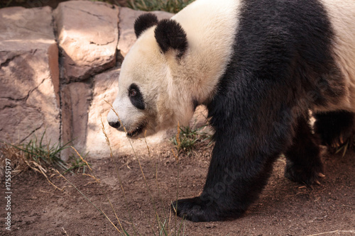 Zdjęcie XXL Gigantyczny niedźwiedź pandy znany jako Ailuropoda melanoleuca