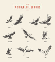 silhouettes birds eagle owl drawn vector sketch