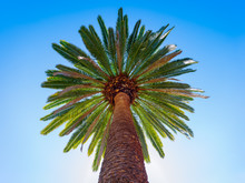 Palm Tree Canopy