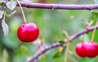 cherries growing on the branch in the garden