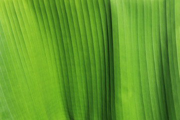 Poster - green leaf background