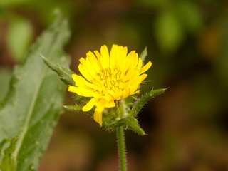 close up detail of opening dandelion flower head petals