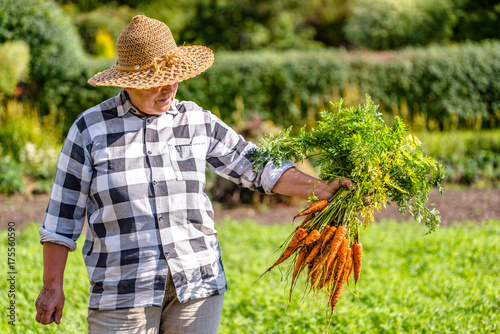 Plakat Kobiety ogrodniczka trzyma świeże marchewki od ogródu, warzywa od lokalnego rolnictwa, organicznie produkt zbierający przy spadkiem, zdrowy stylu życia hobby pojęcie