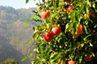 Apfelernte im Herbst
