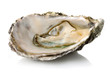 Fresh opened oyster isolated on white background