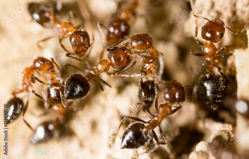 Plakat małe mrówki w przyrodzie. makro
