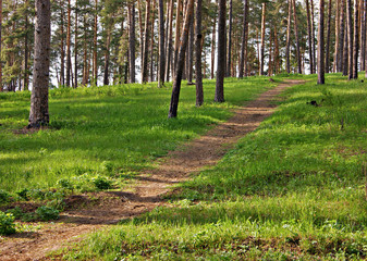 deserted path in the pine forest