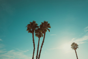Wall Mural - California beach palm trees at summer hot day vintage color stylized with copy space