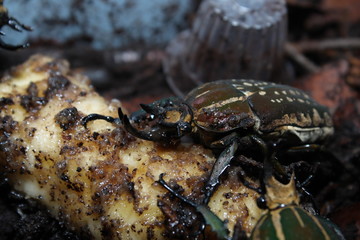 Poster - chelorrhina polyphemus