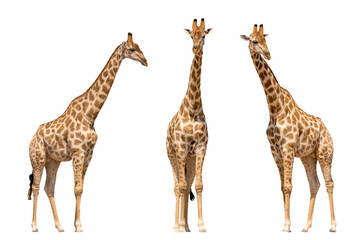 Set of three giraffes seen from front, isolated on white background