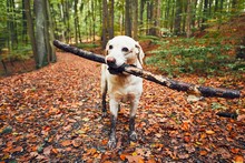 Muddy Dog In Autumn Nature