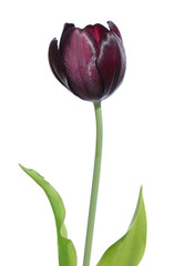 Wall Mural - Dark burgundy tulip with green leaves isolated on white background