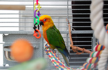 Colorful Parrot In Cage. A Pet Jenday Conure  (Jandaya Parakeet)  Aratinga Jandaya. Parrot With Bright Orange, Green And Blue Feathers, Native To Brazil And Closely Related To Sun Conures. Copy Space.