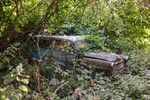Old Car Overgrown Trees And Shrubs