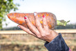 Carrots in hand