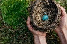 Woman's Hands Holding An American Robin Nest With One Egg
