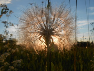 summer dandelion 2