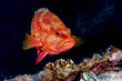 colorful grouper isolated on black