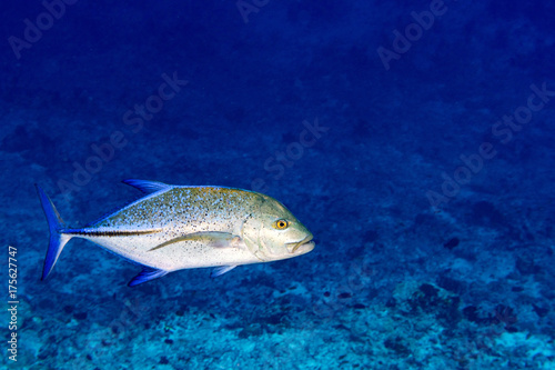 Plakat Ryby caranx samodzielnie na niebieski nurkowanie na Malediwach
