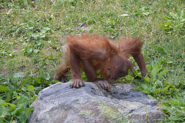 Baby Orangutan