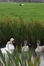 Swan Family In The Rain