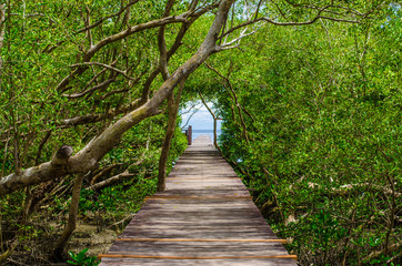  Wooden walkway in the mangrove forest to the sea.