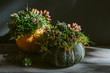 © Helen Rushbrook/Stocksy - Pumpkins decorated with living succulents.