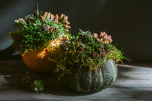 Pumpkins Decorated With Living Succulents.