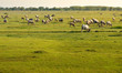 buffalo, Golden light, Meadow, Buffalo herd